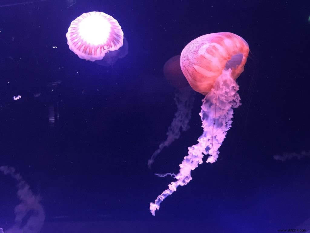 Easter Egg Hunt at Aquarium de Paris: Our Family s Honest Experience