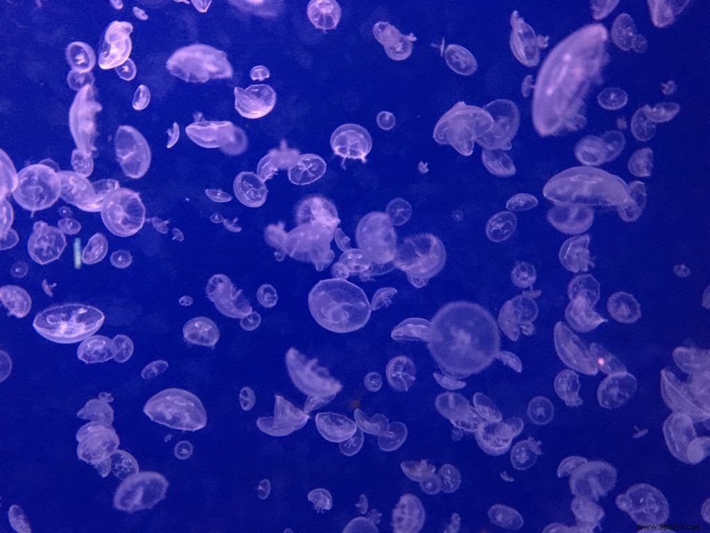 Easter Egg Hunt at Aquarium de Paris: Our Family s Honest Experience