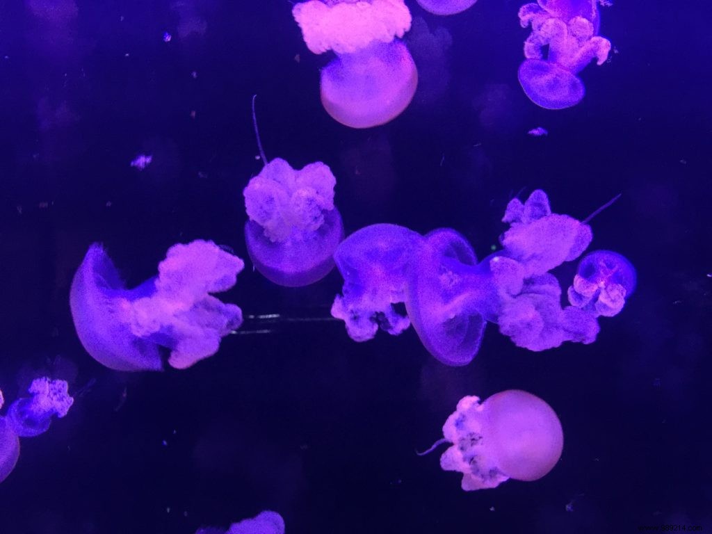 Easter Egg Hunt at Aquarium de Paris: Our Family s Honest Experience