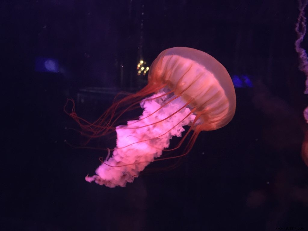 Easter Egg Hunt at Aquarium de Paris: Our Family s Honest Experience