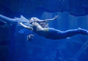 Claire the Mermaid: A Captivating Underwater Show at Aquarium de Paris