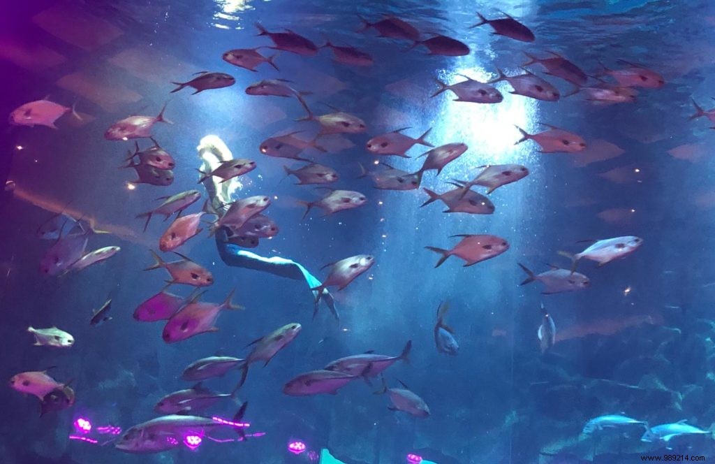 Claire the Mermaid: A Captivating Underwater Show at Aquarium de Paris