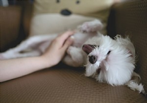 Vocalin: Natural, Effective Parasite Protection for Dogs and Cats