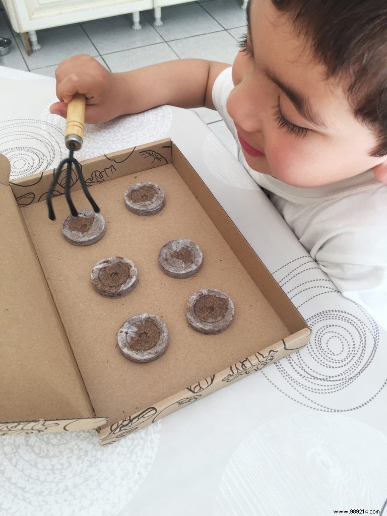 My Little Green Corner: The Premier Eco-Responsible Site for Home Vegetable Gardening