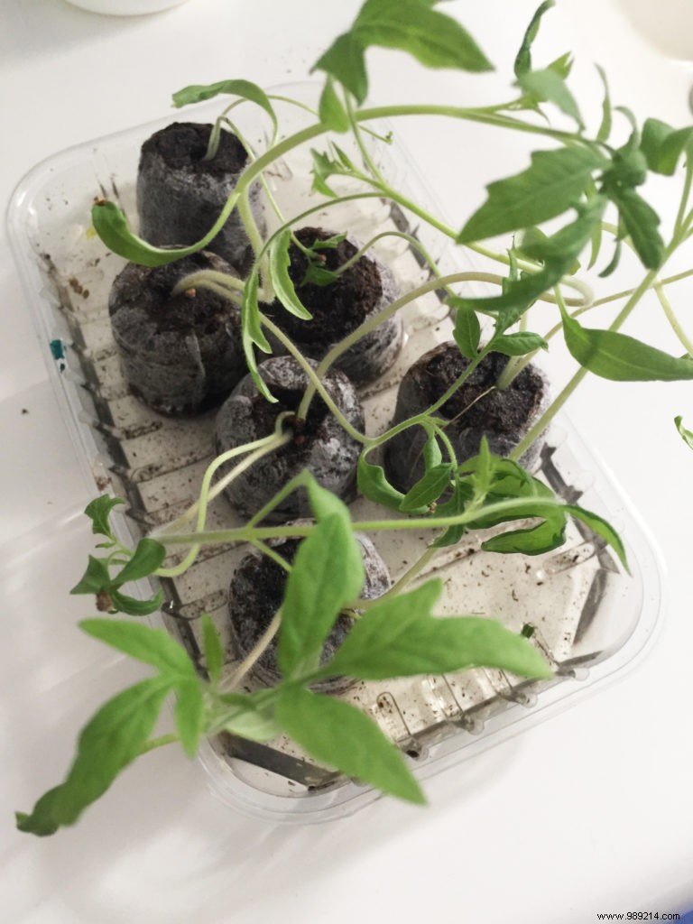 My Little Green Corner: The Premier Eco-Responsible Site for Home Vegetable Gardening