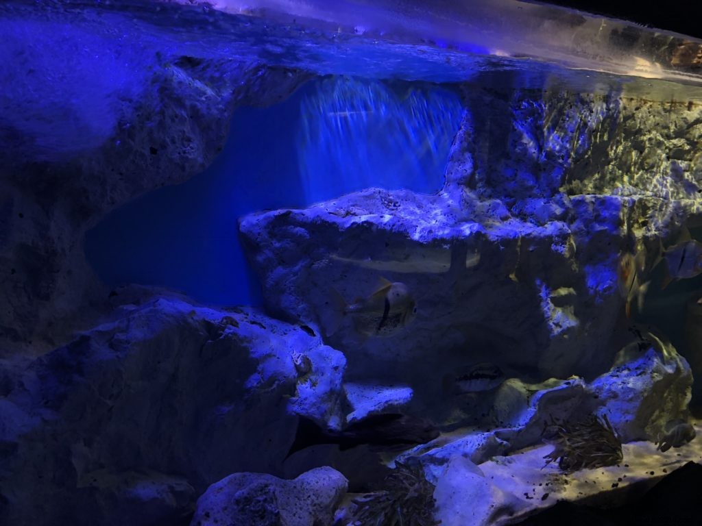 Sea Life Val d Europe Aquarium: An Engaging Family Adventure with Sharks, Penguins, and Sonic Fun