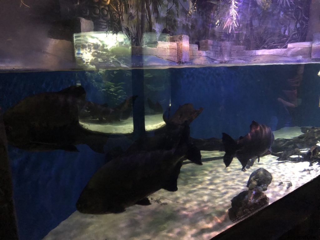 Sea Life Val d Europe Aquarium: An Engaging Family Adventure with Sharks, Penguins, and Sonic Fun