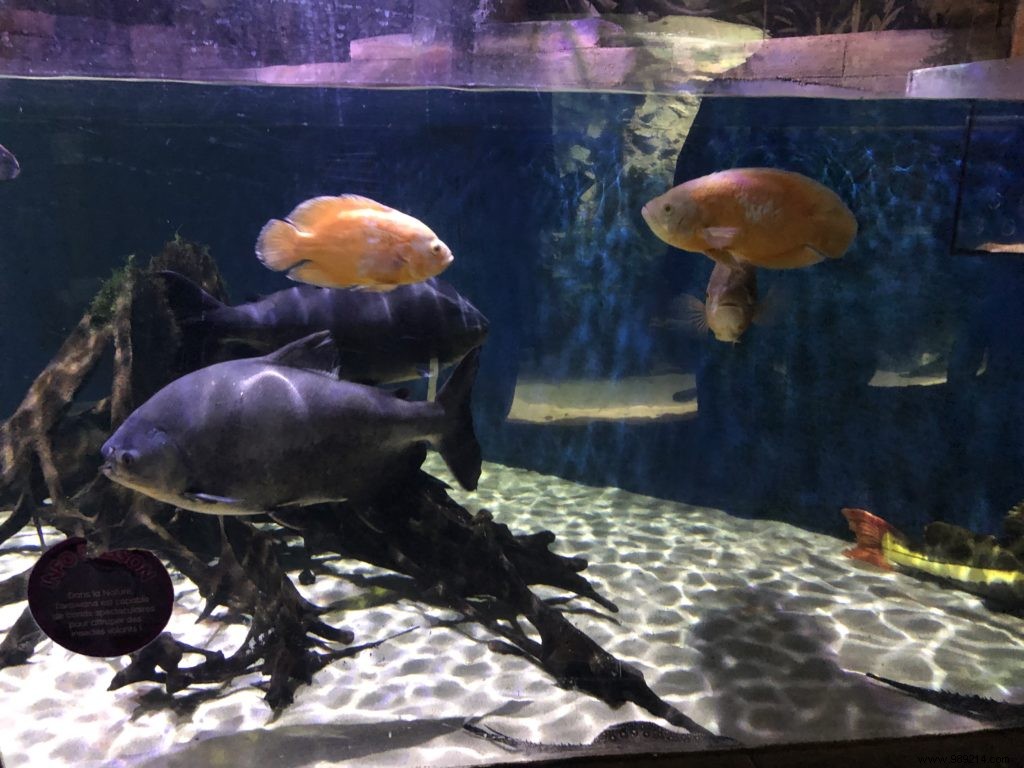 Sea Life Val d Europe Aquarium: An Engaging Family Adventure with Sharks, Penguins, and Sonic Fun