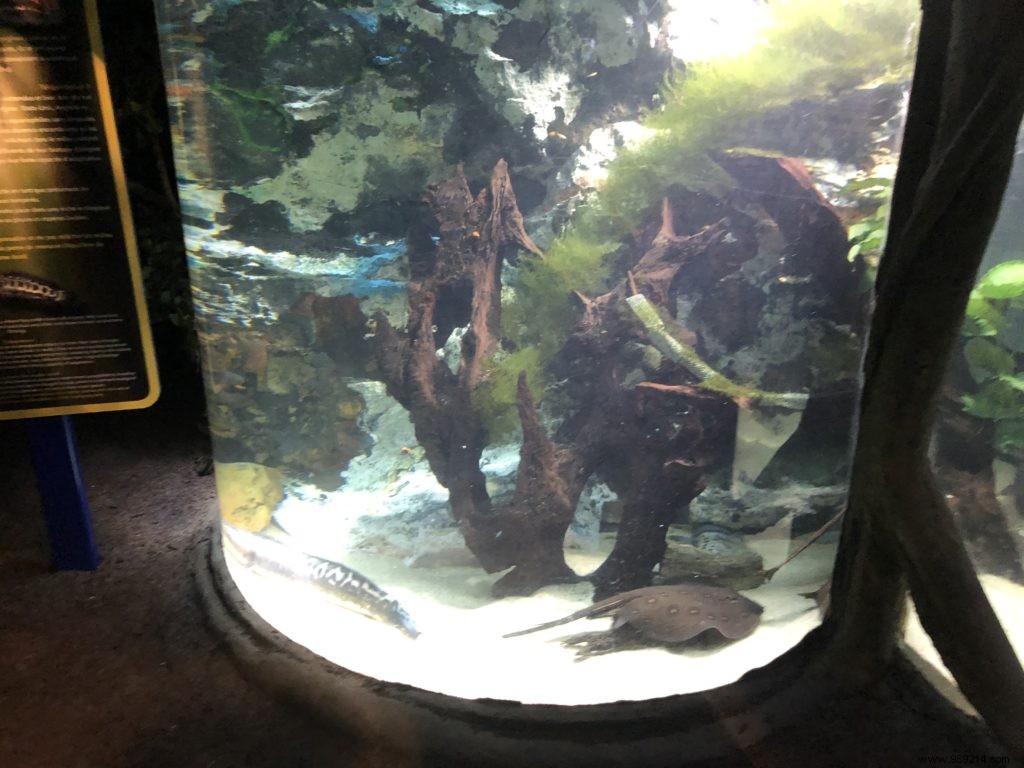 Sea Life Val d Europe Aquarium: An Engaging Family Adventure with Sharks, Penguins, and Sonic Fun