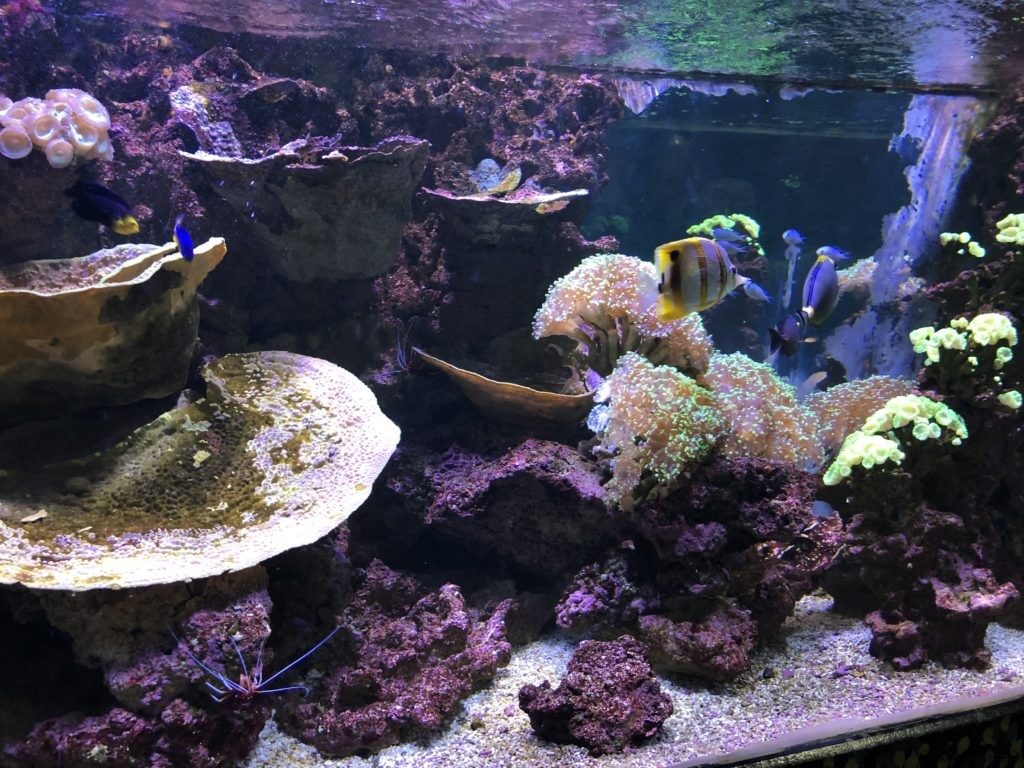 Sea Life Val d Europe Aquarium: An Engaging Family Adventure with Sharks, Penguins, and Sonic Fun