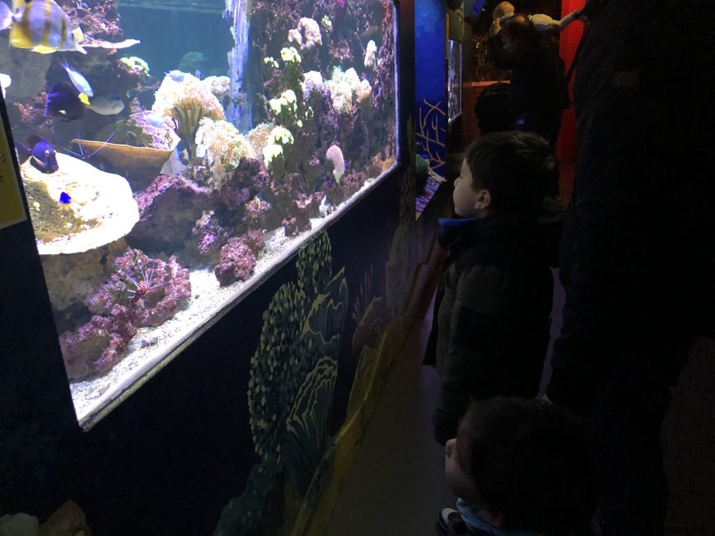 Sea Life Val d Europe Aquarium: An Engaging Family Adventure with Sharks, Penguins, and Sonic Fun