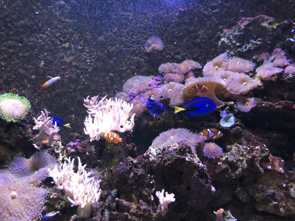 Sea Life Val d Europe Aquarium: An Engaging Family Adventure with Sharks, Penguins, and Sonic Fun