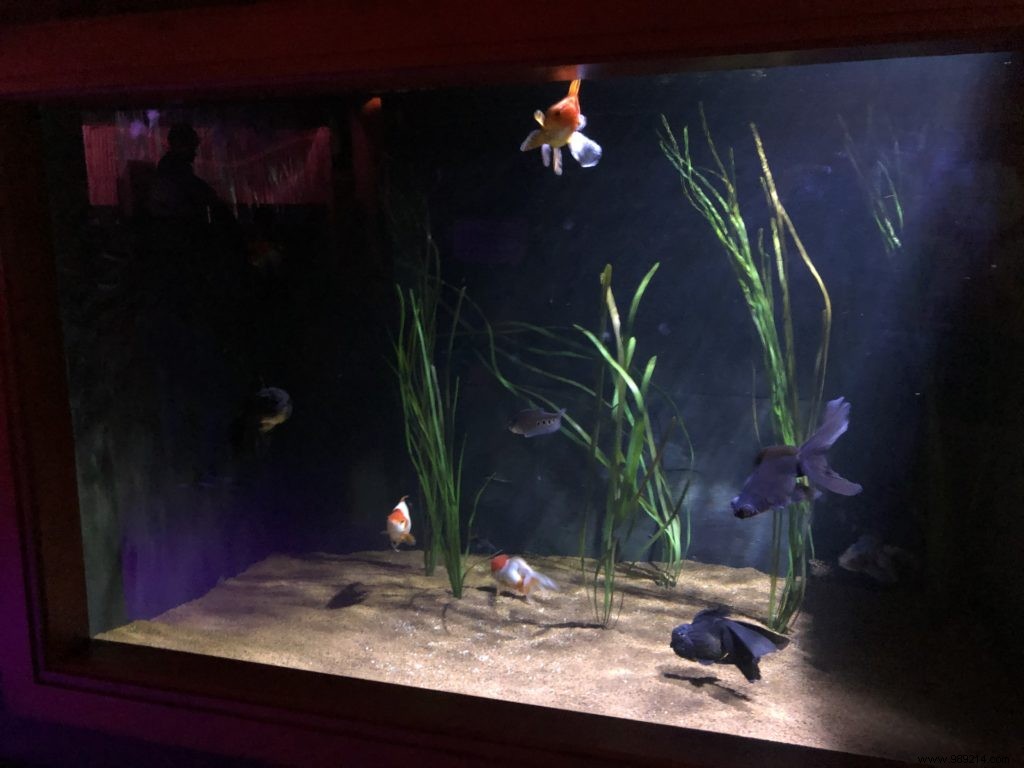 Sea Life Val d Europe Aquarium: An Engaging Family Adventure with Sharks, Penguins, and Sonic Fun