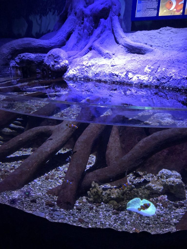 Sea Life Val d Europe Aquarium: An Engaging Family Adventure with Sharks, Penguins, and Sonic Fun