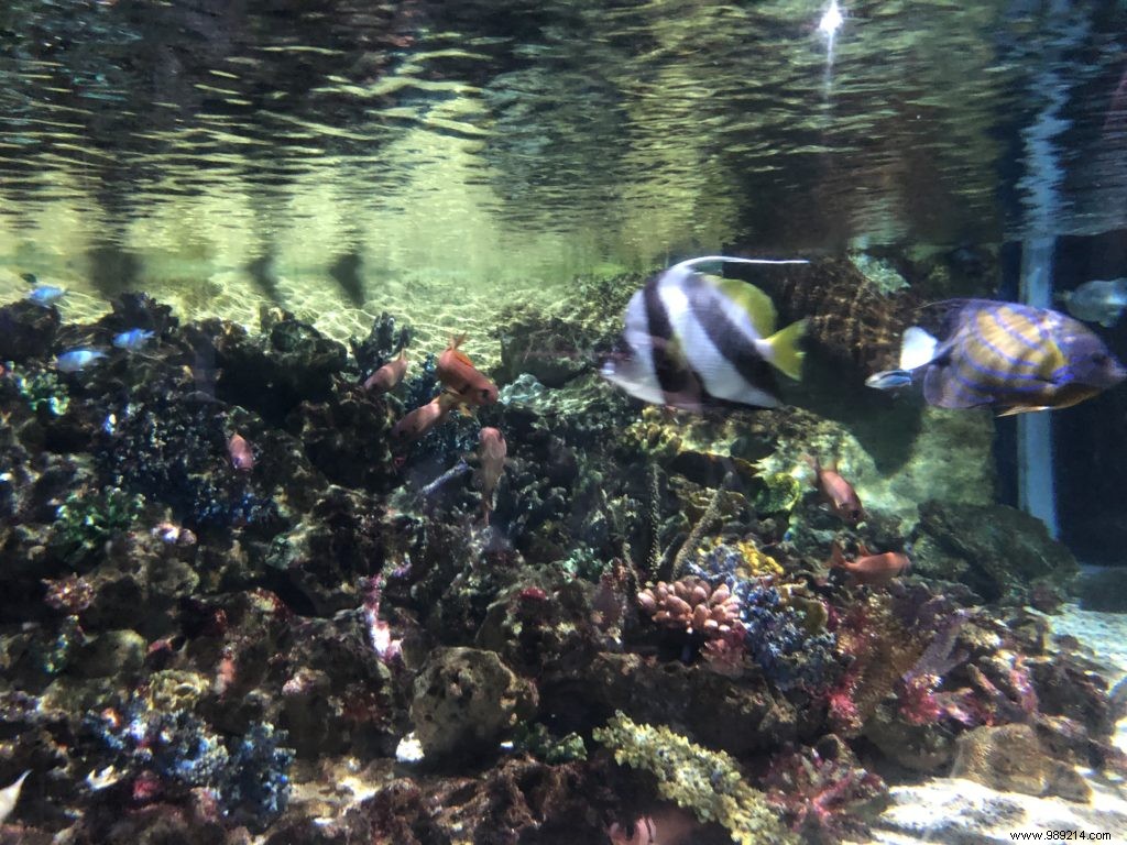 Sea Life Val d Europe Aquarium: An Engaging Family Adventure with Sharks, Penguins, and Sonic Fun