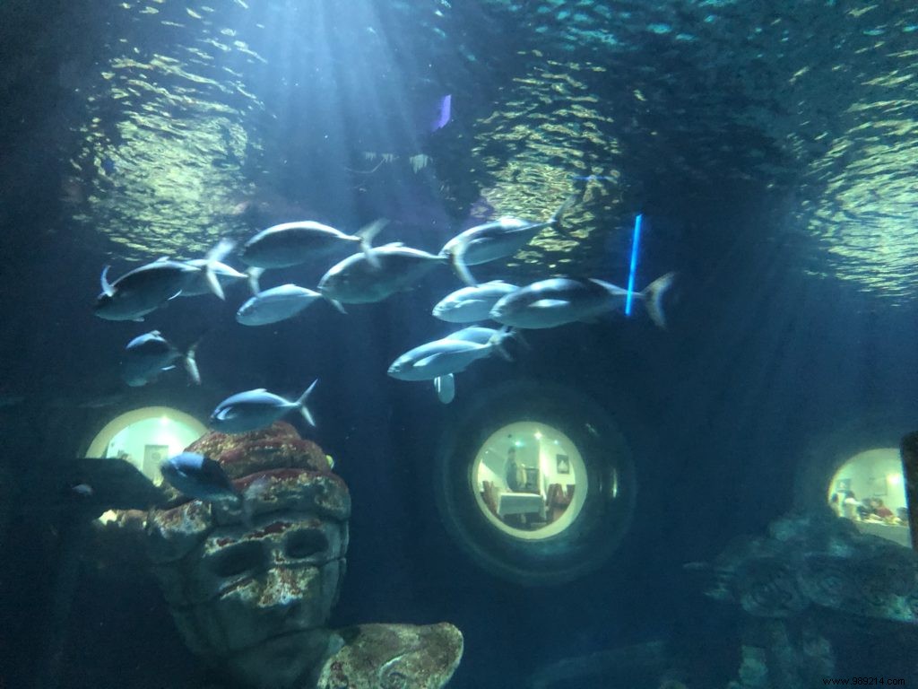 Sea Life Val d Europe Aquarium: An Engaging Family Adventure with Sharks, Penguins, and Sonic Fun