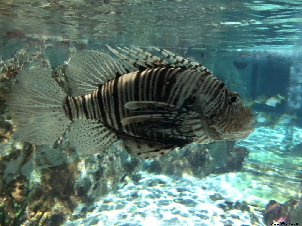 Sea Life Val d Europe Aquarium: An Engaging Family Adventure with Sharks, Penguins, and Sonic Fun