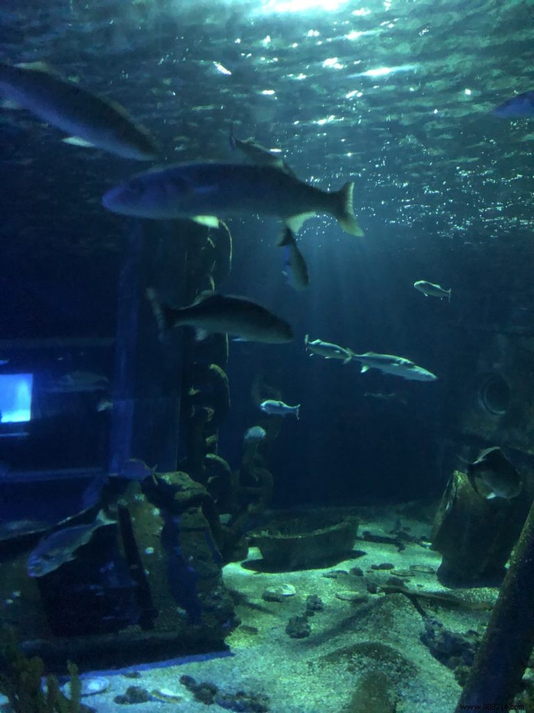 Sea Life Val d Europe Aquarium: An Engaging Family Adventure with Sharks, Penguins, and Sonic Fun