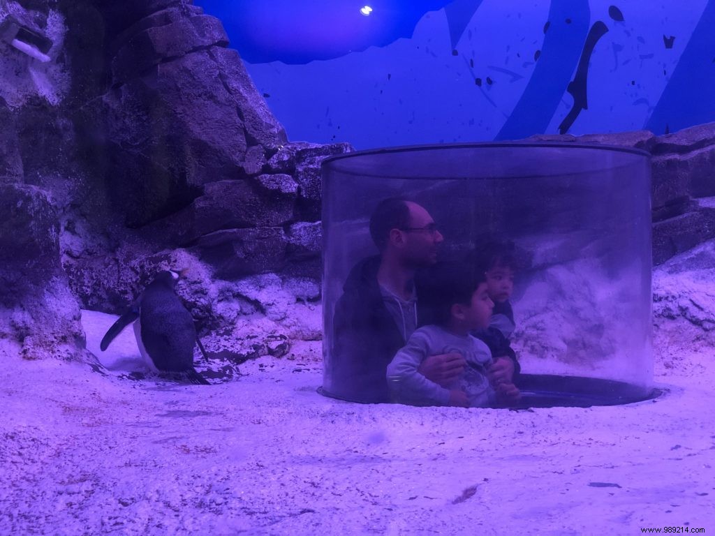 Sea Life Val d Europe Aquarium: An Engaging Family Adventure with Sharks, Penguins, and Sonic Fun