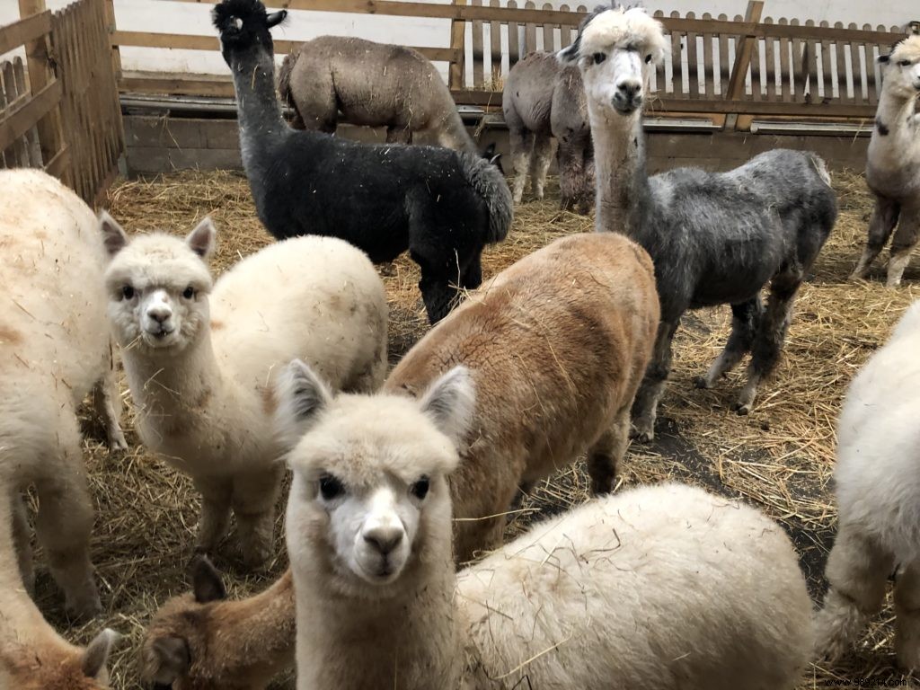 Family Winter Getaway at Domaine de Blangy: Honest Review of Cottages, Activities & Attractions