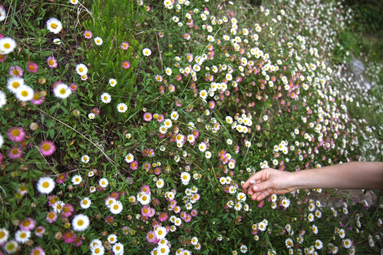 Madeira s Top 10 Must-Sees and Must-Dos: Insights from Our Family s Two-Week Adventure