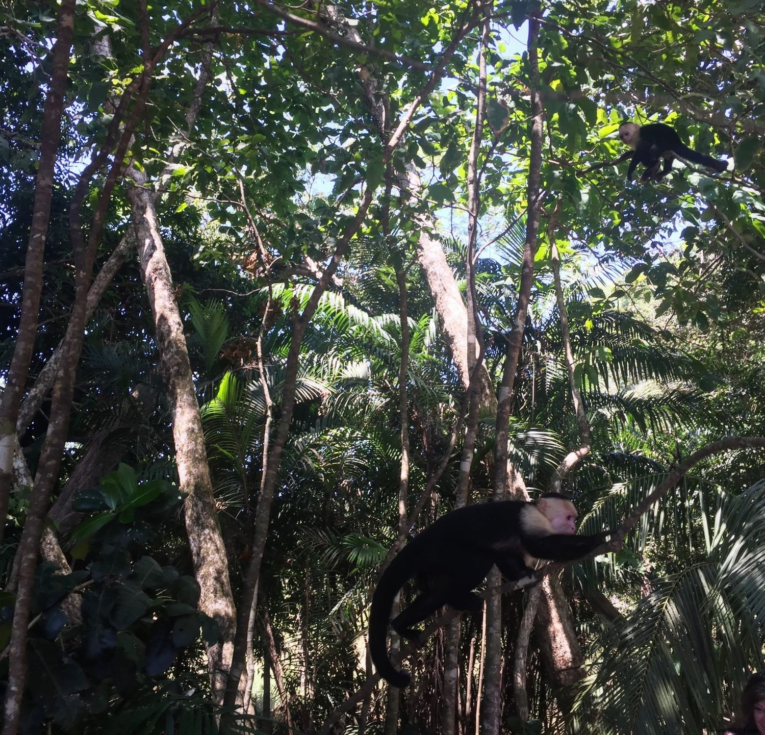 Costa Rica with Kids: Our Expert Family Travel Guide and Planning Tips