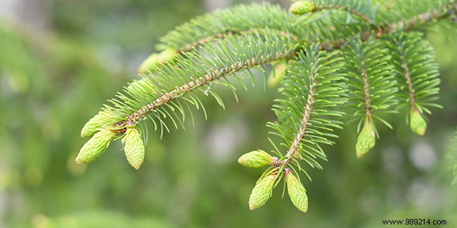 Gemmotherapy Explained: Powerful Health Benefits from Plant Buds