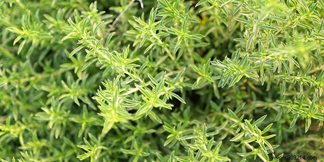 Savory Herb: Proven Health Benefits, Nutrition, and Culinary Uses