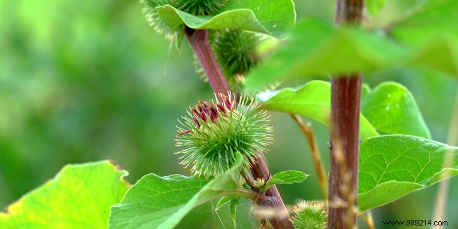 Burdock: Time-Tested Health Benefits, Research Insights, and Safe Usage