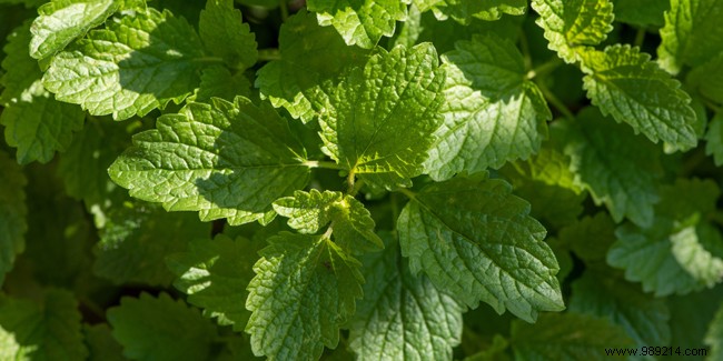 Lemon Balm: Proven Natural Benefits for Stress, Digestion, Sleep, and Skin Health