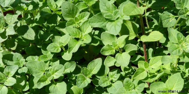 Marjoram Health Benefits: Proven Properties, Uses, and Safety Tips
