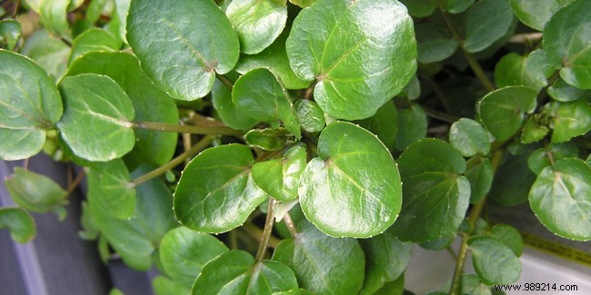 Unlocking Watercress Health Benefits: Nutrition, Antioxidants, and Cancer-Fighting Power