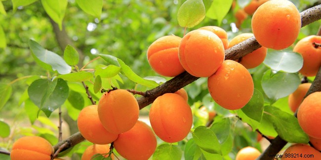 Apricots: Powerful Health Benefits Backed by Nutrition and Science