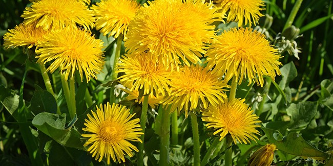 Dandelion Health Benefits: Proven Support for Liver, Digestion, and Detoxification