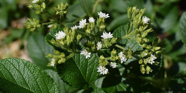 Stevia: A Natural, Zero-Calorie Sweetener to Help Reduce Sugar Intake