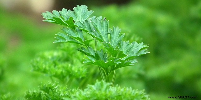 Discover Parsley s Proven Health Benefits: Antioxidants, Digestion, and Beyond