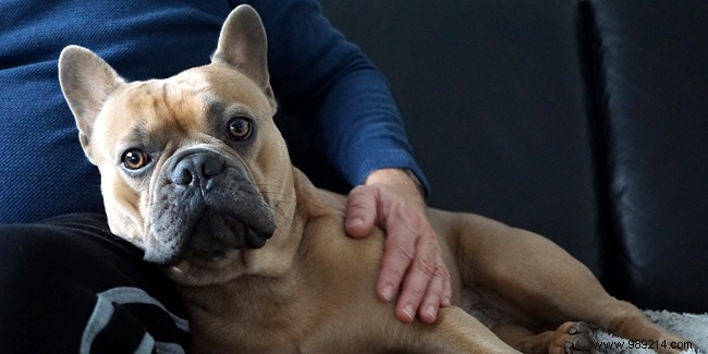 Pet Therapy: Proven Benefits for Seniors  Physical and Mental Well-Being