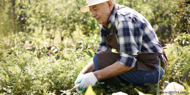 Why Gardening is a Favorite Pastime for Retirees: Proven Health Benefits