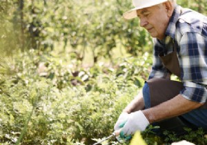 Why Gardening is a Favorite Pastime for Retirees: Proven Health Benefits