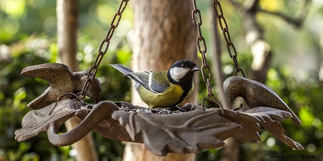 Expert Guide: Feeding Garden Birds in Winter to Attract and Observe More Species