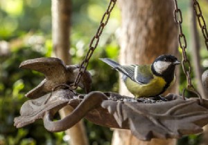 Expert Guide: Feeding Garden Birds in Winter to Attract and Observe More Species