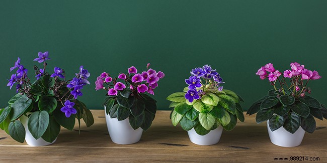Saintpaulia Care Guide: Mastering the Low-Maintenance African Violet