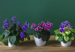Saintpaulia Care Guide: Mastering the Low-Maintenance African Violet