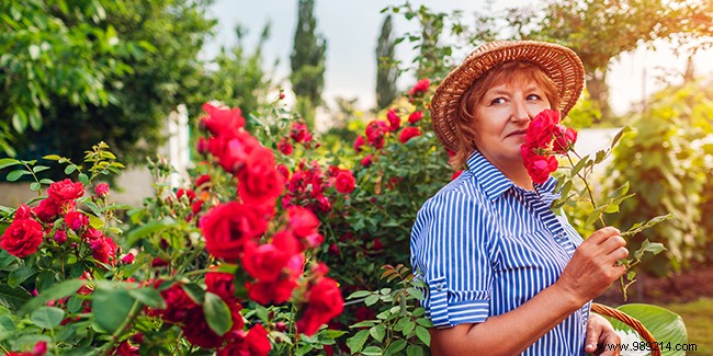 10 Exceptionally Fragrant Roses for Your Garden: Expert-Recommended Varieties