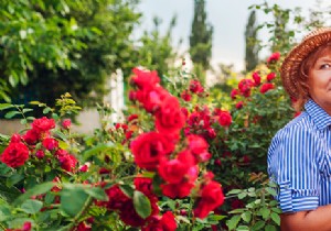 10 Exceptionally Fragrant Roses for Your Garden: Expert-Recommended Varieties