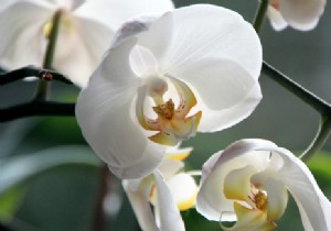 Expert Orchid Care Guide: How to Keep Your Gift Thriving and Reblooming