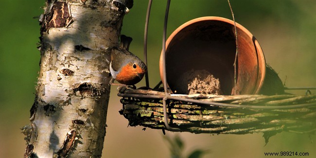 Expert Tips to Attract More Birds to Your Garden Year-Round