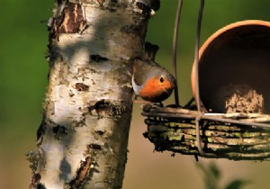 Expert Tips to Attract More Birds to Your Garden Year-Round