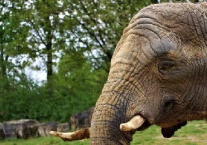 Top 10 Most Beautiful Zoos in France: Perfect Outings with Grandchildren