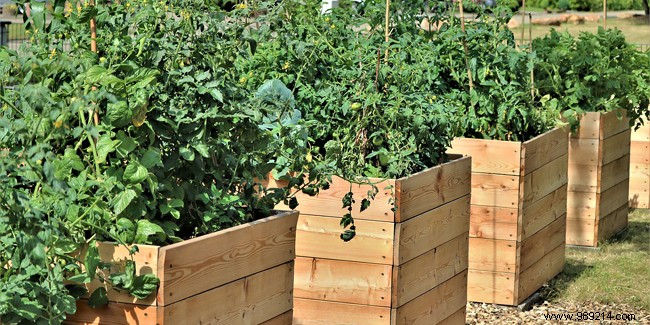 Raised Vegetable Gardens: The Back-Friendly Way to Garden Standing Up